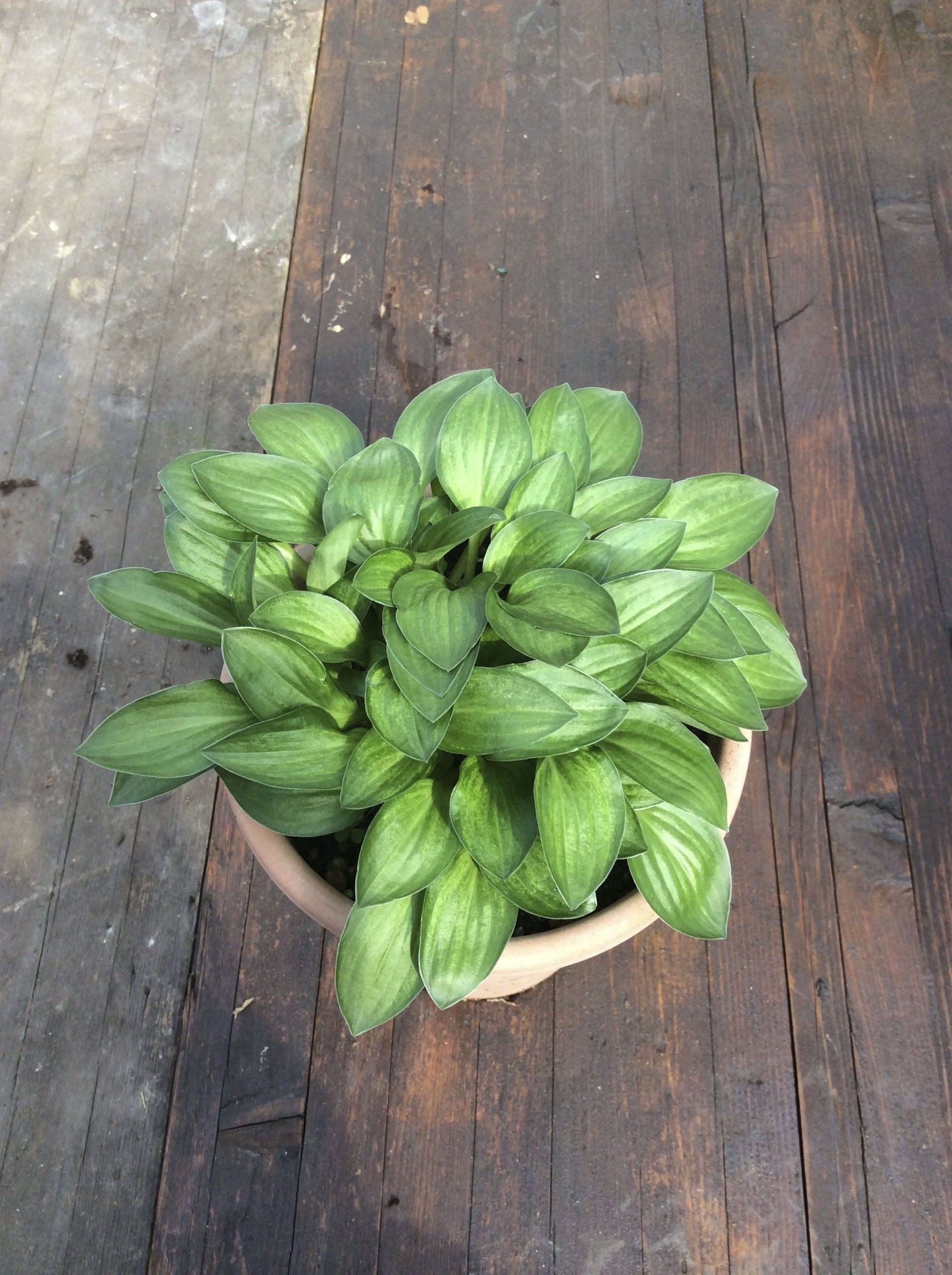 Hosta Little Maddie