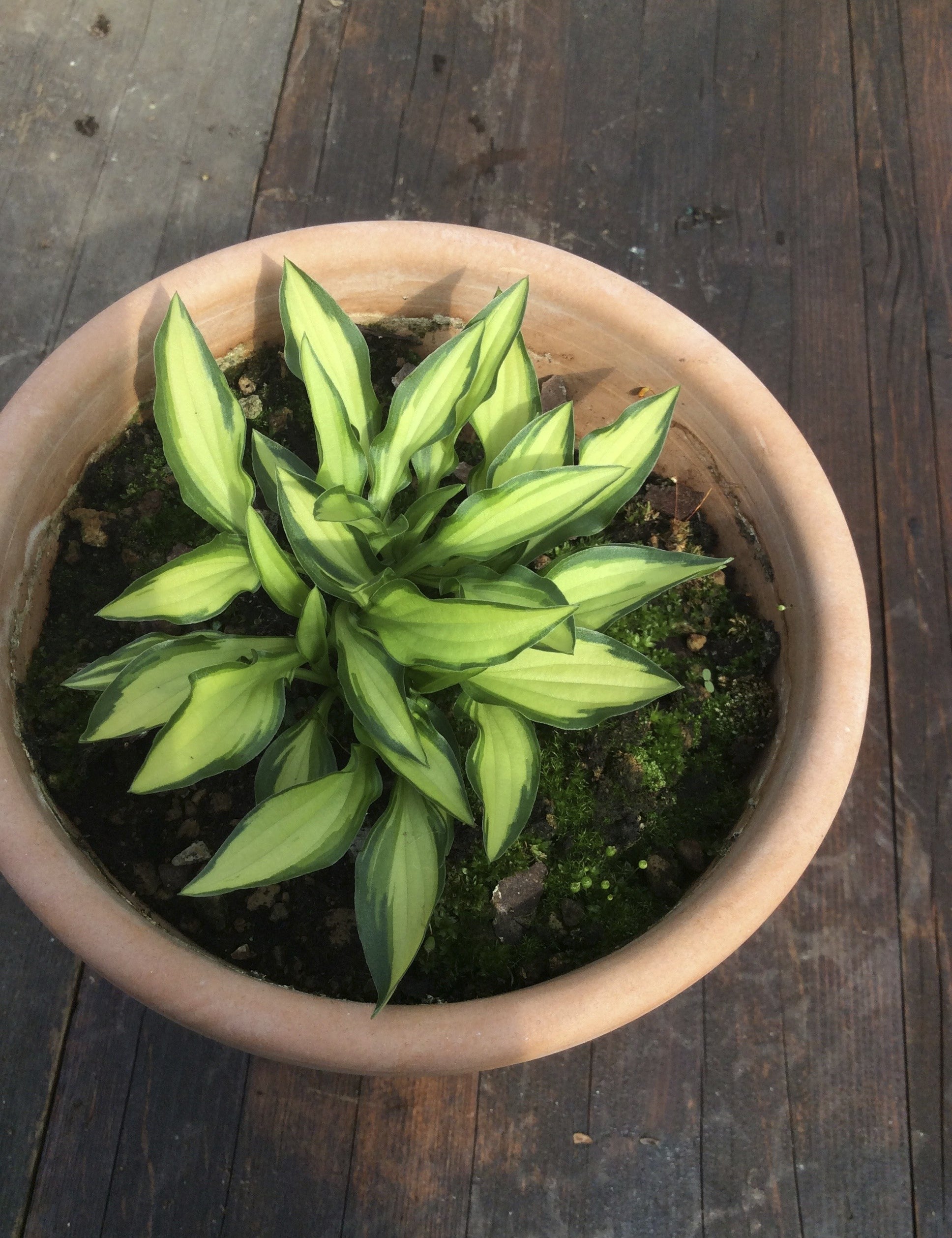 Hosta Teeny Weeny Bikini