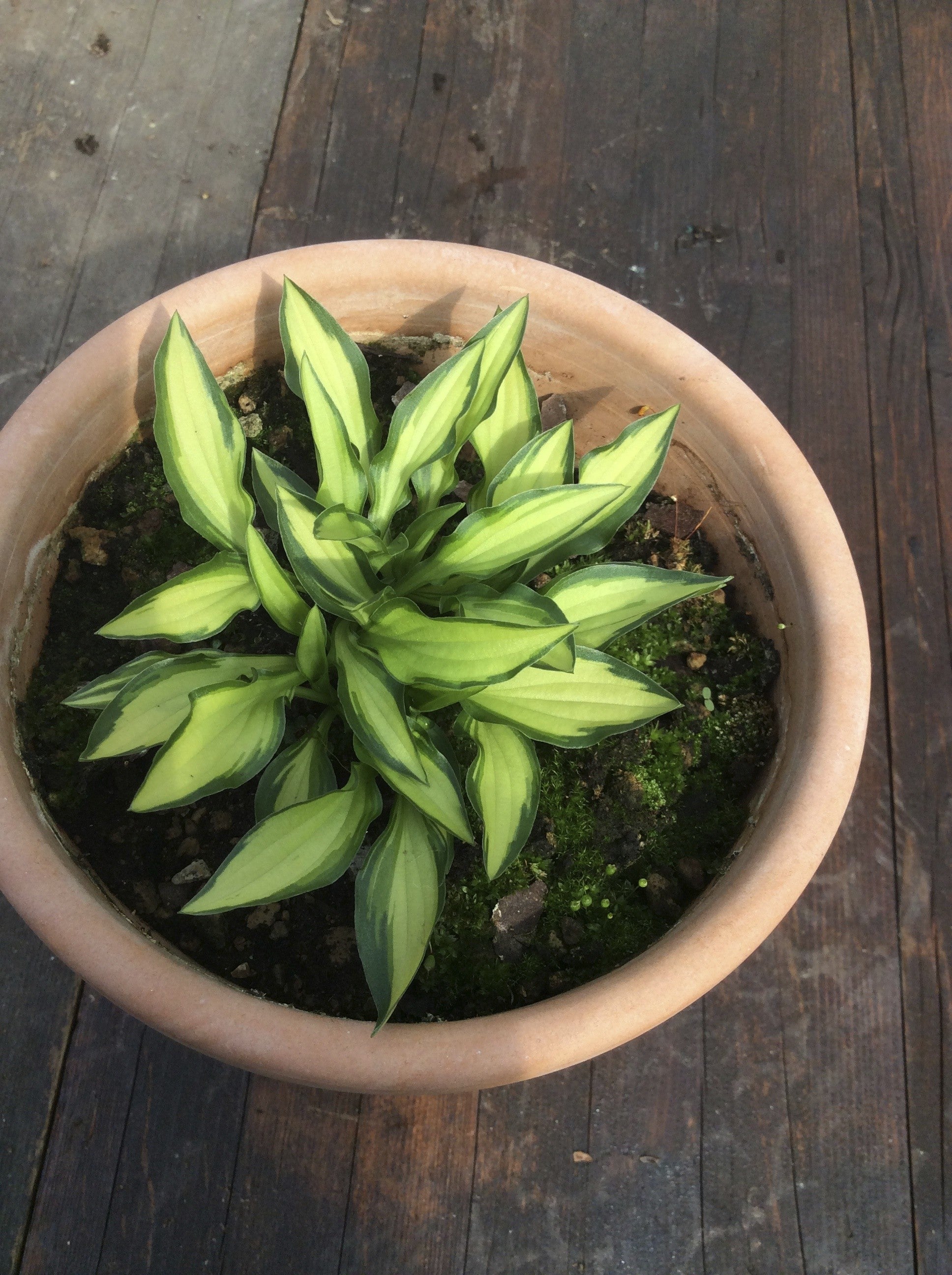 Hosta Teeny Weeny Bikini