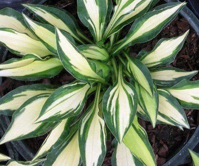 Hosta Teeny Weeny Bikini