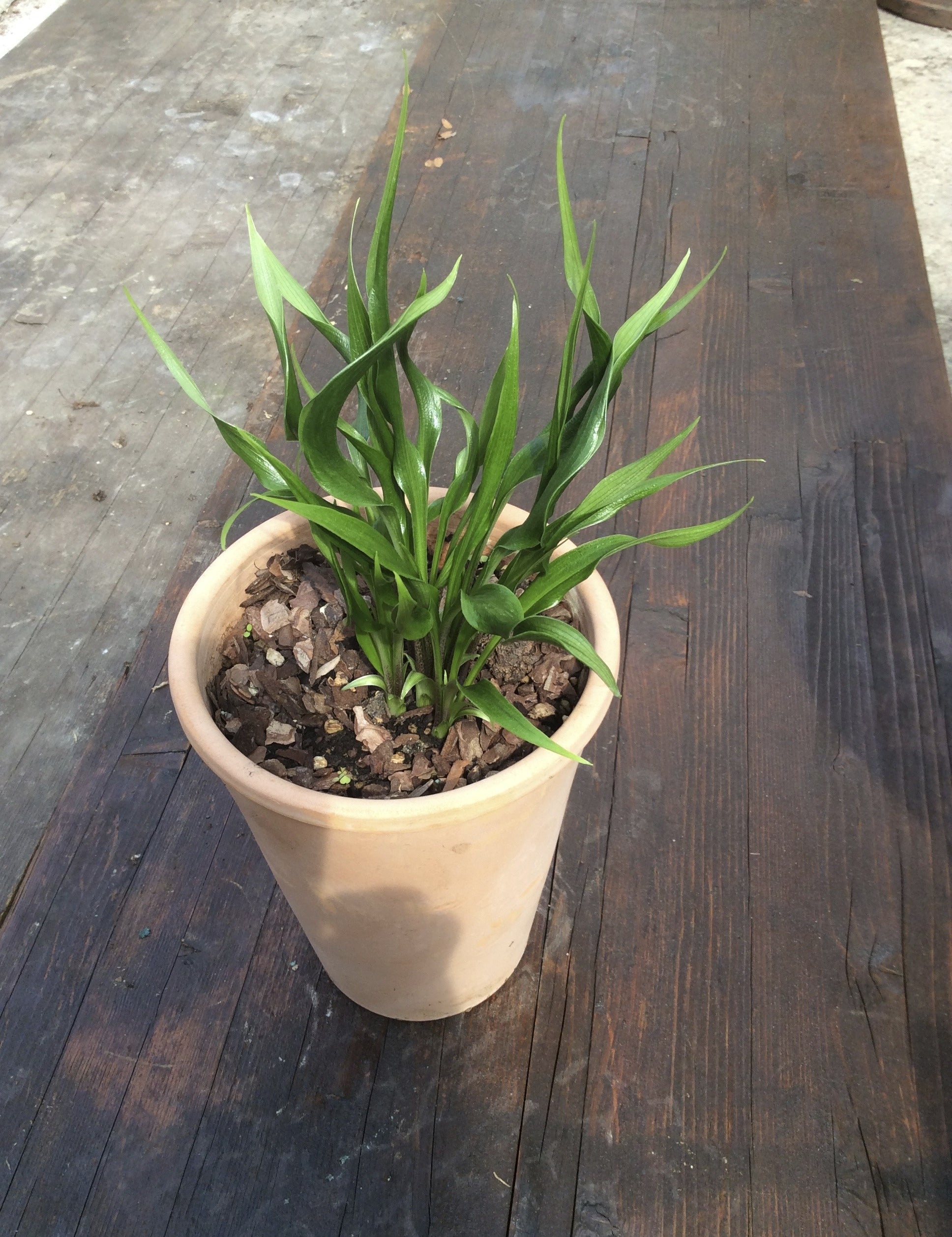 Hosta Tortifrons