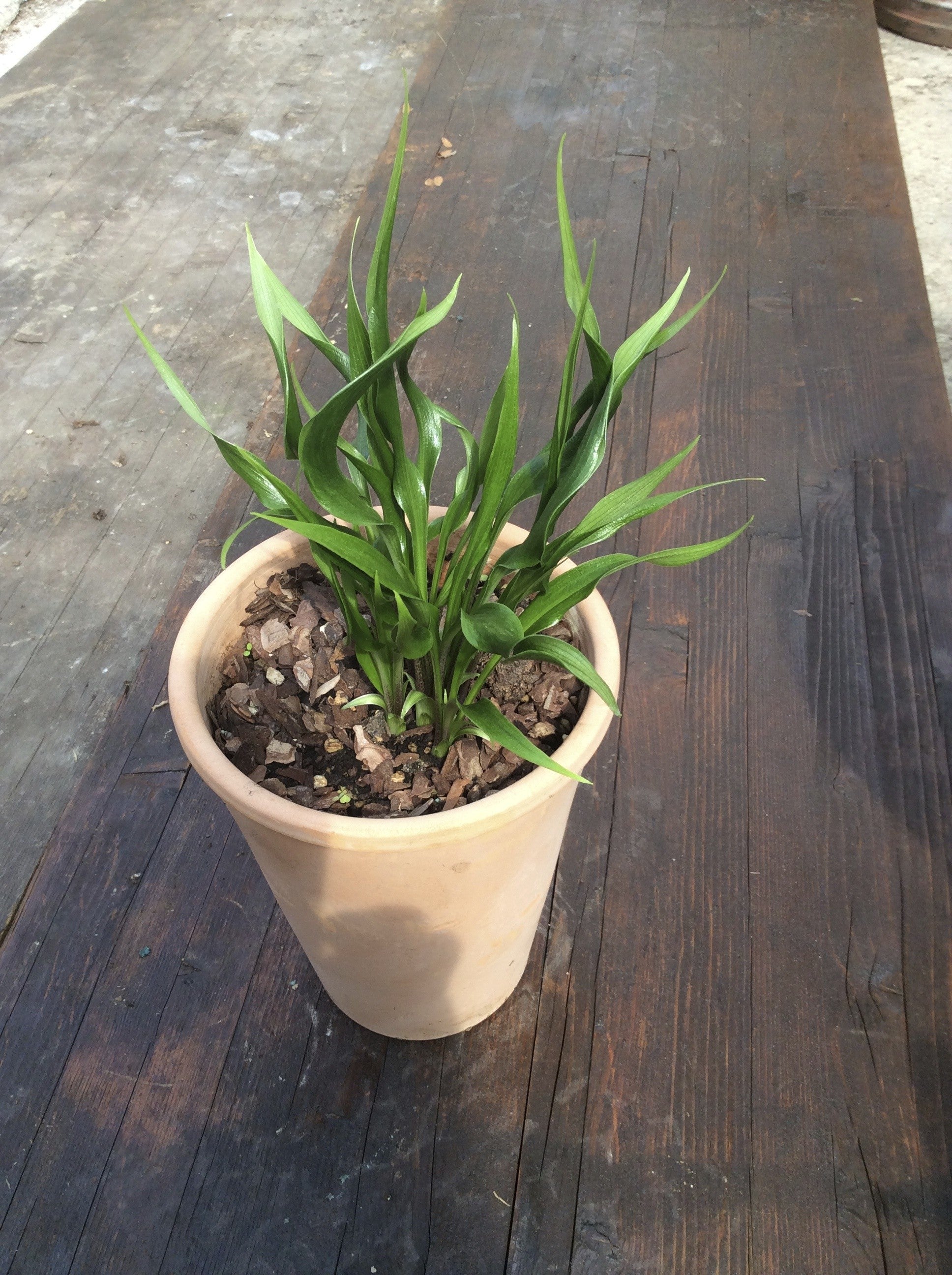 Hosta Tortifrons