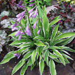 Hosta Ginko Craig