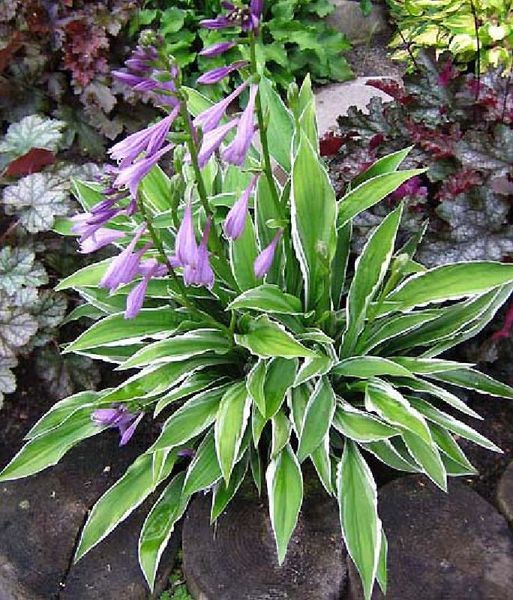 Hosta Ginko Craig