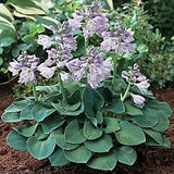 Hosta Blue Mouse Ears