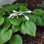 Hosta Royal Standard