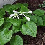 Hosta Royal Standard