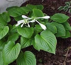 Hosta Royal Standard