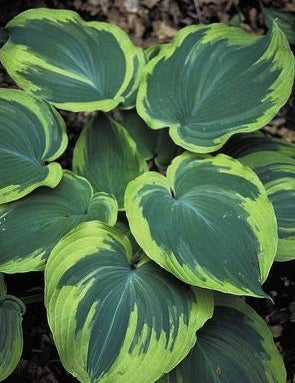 Hosta Earth Angel