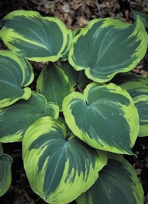 Hosta Earth Angel
