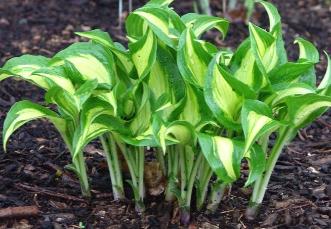 Hosta Geisha