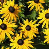 Rudbeckia fulgida goldsturm