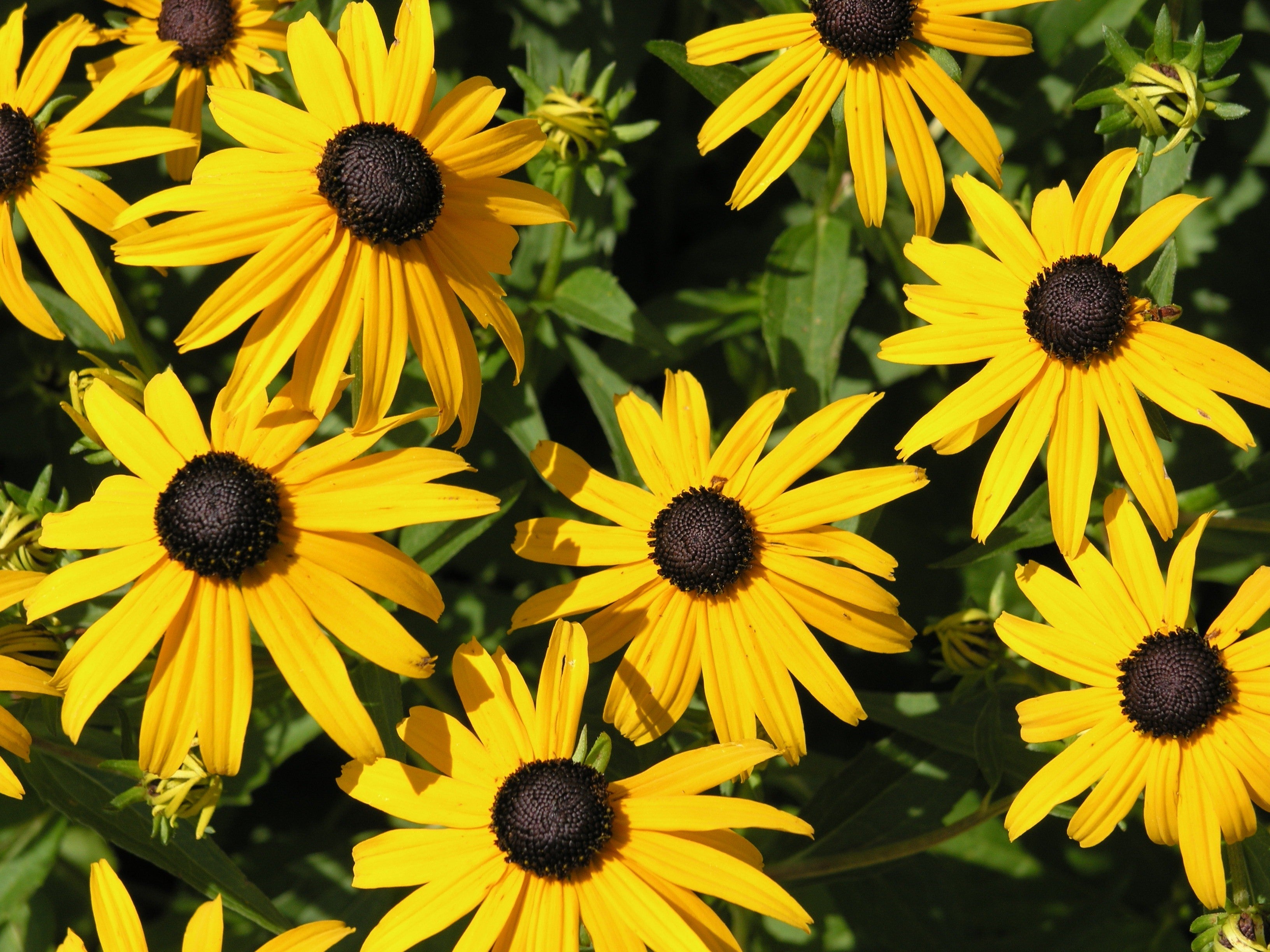 Rudbeckia fulgida goldsturm