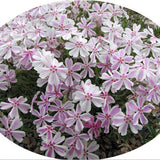 Phlox Subulata 'Tamaongalei' 