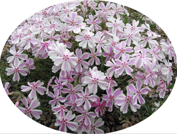 Phlox Subulata 'Tamaongalei' 