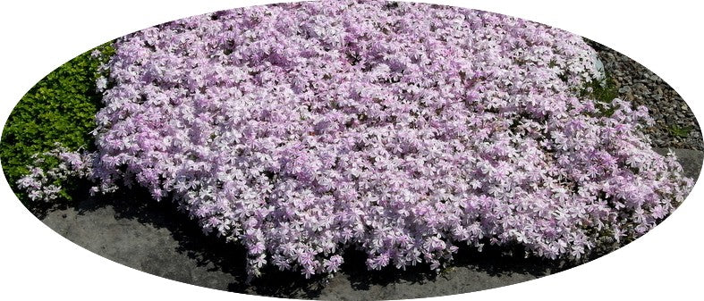 Phlox Subulata 'Tamaongalei' 
