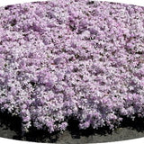 Phlox Subulata 'Tamaongalei' 