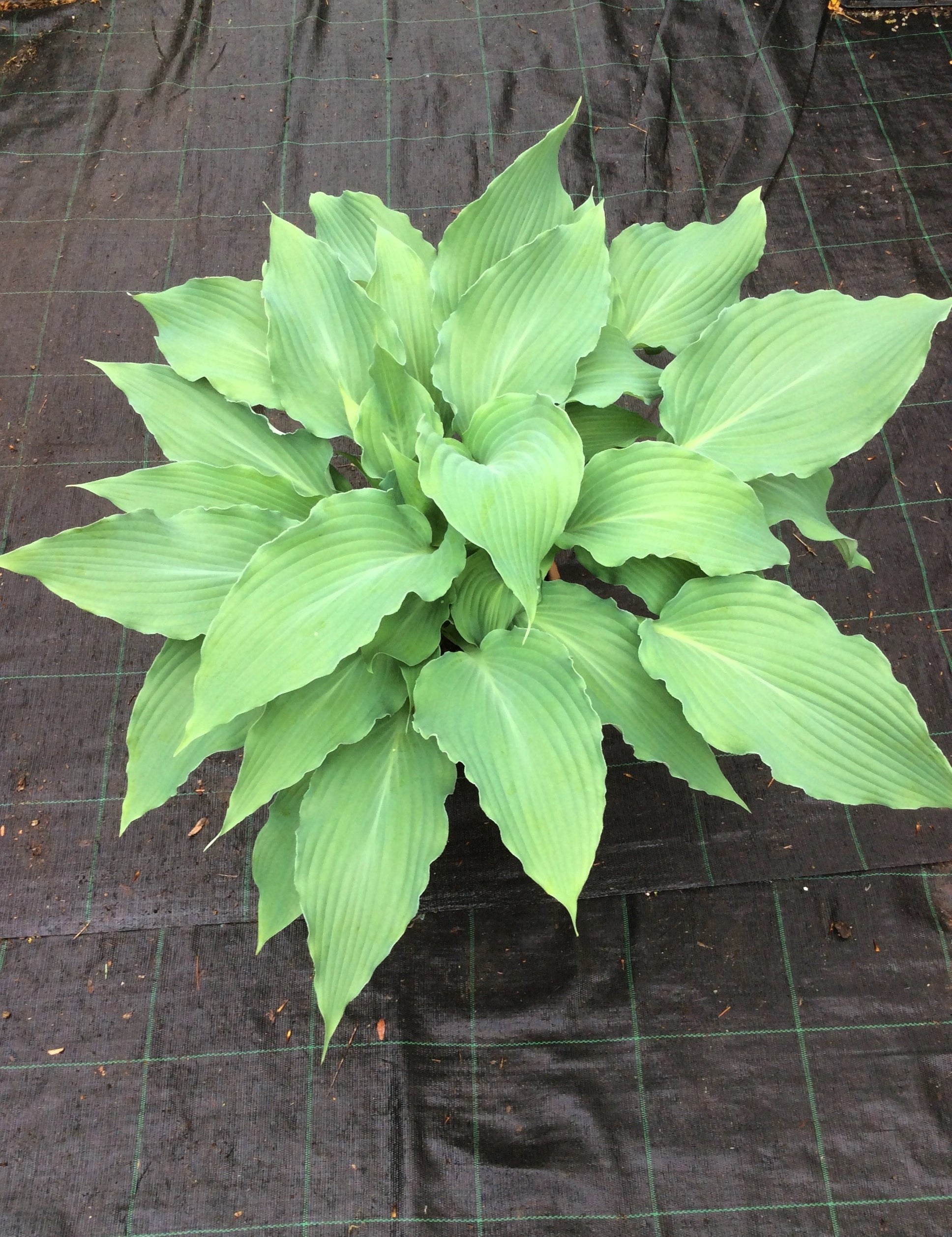 Hosta Blue Cascade