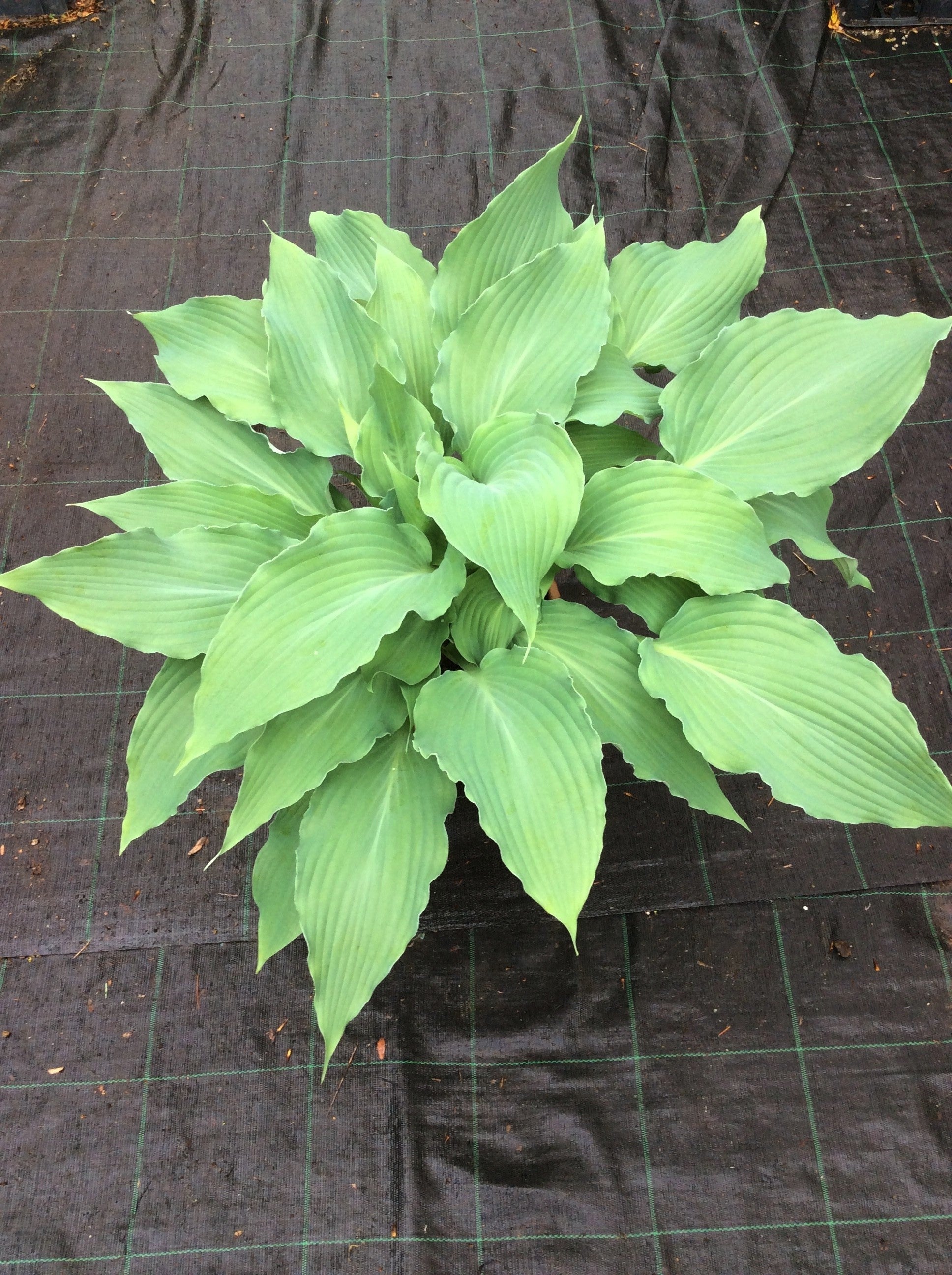 Hosta Blue Cascade