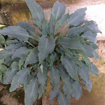 Hosta Blue Cascade