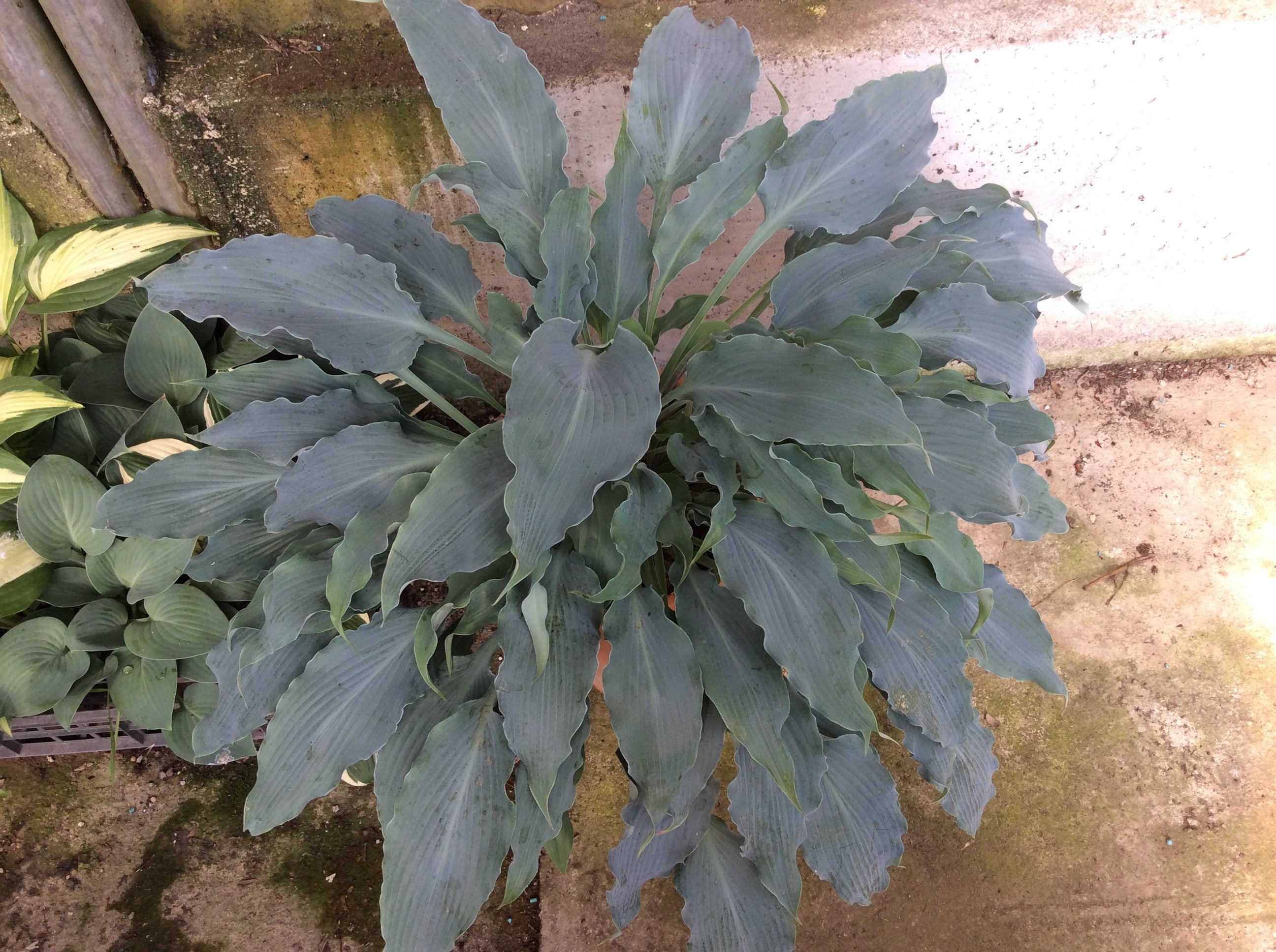 Hosta Blue Cascade