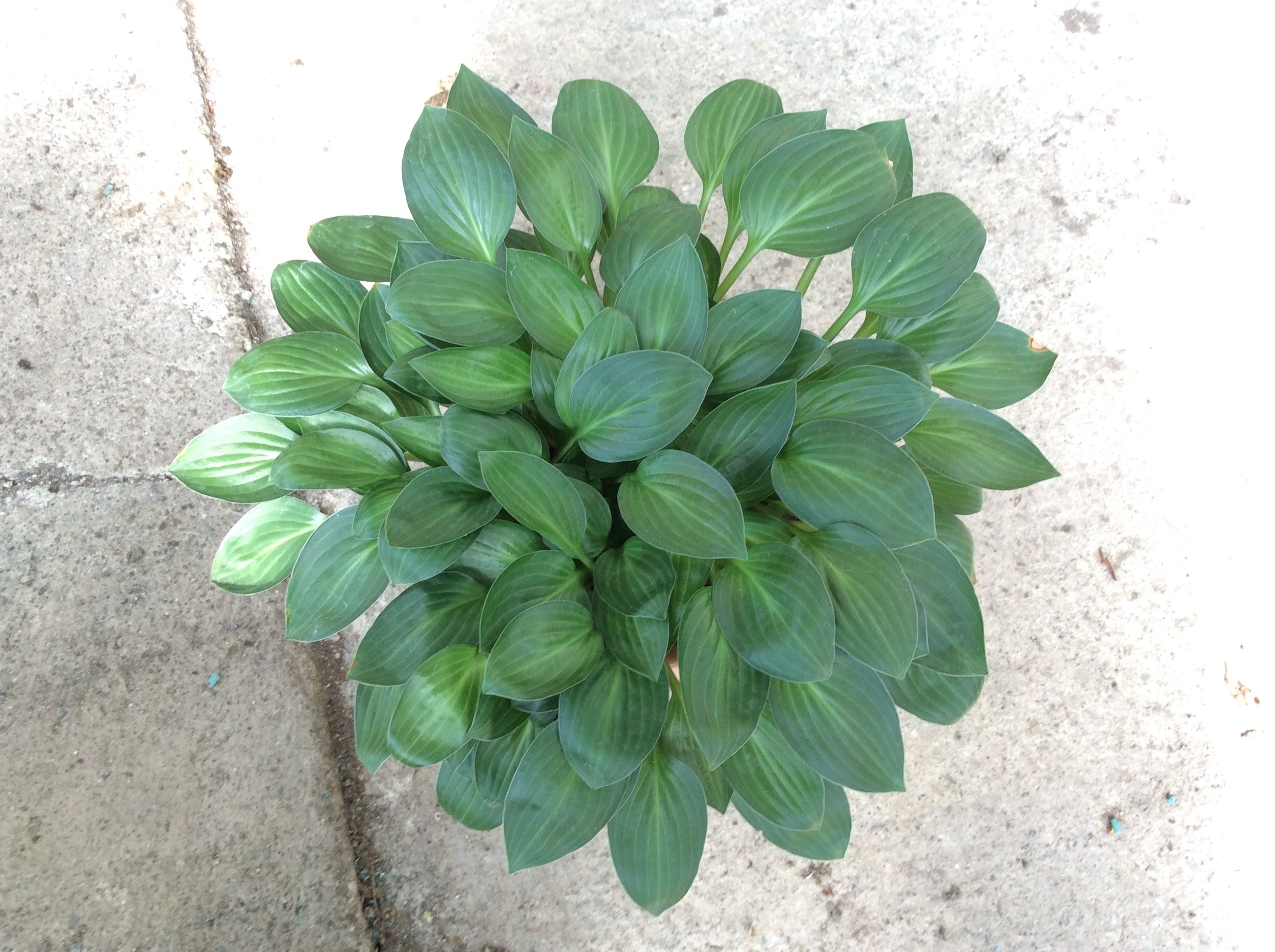 Hosta Little Maddie