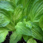 Hosta Little Maddie
