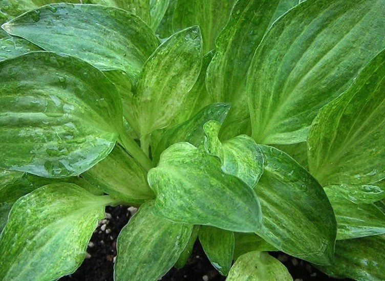 Hosta Little Maddie