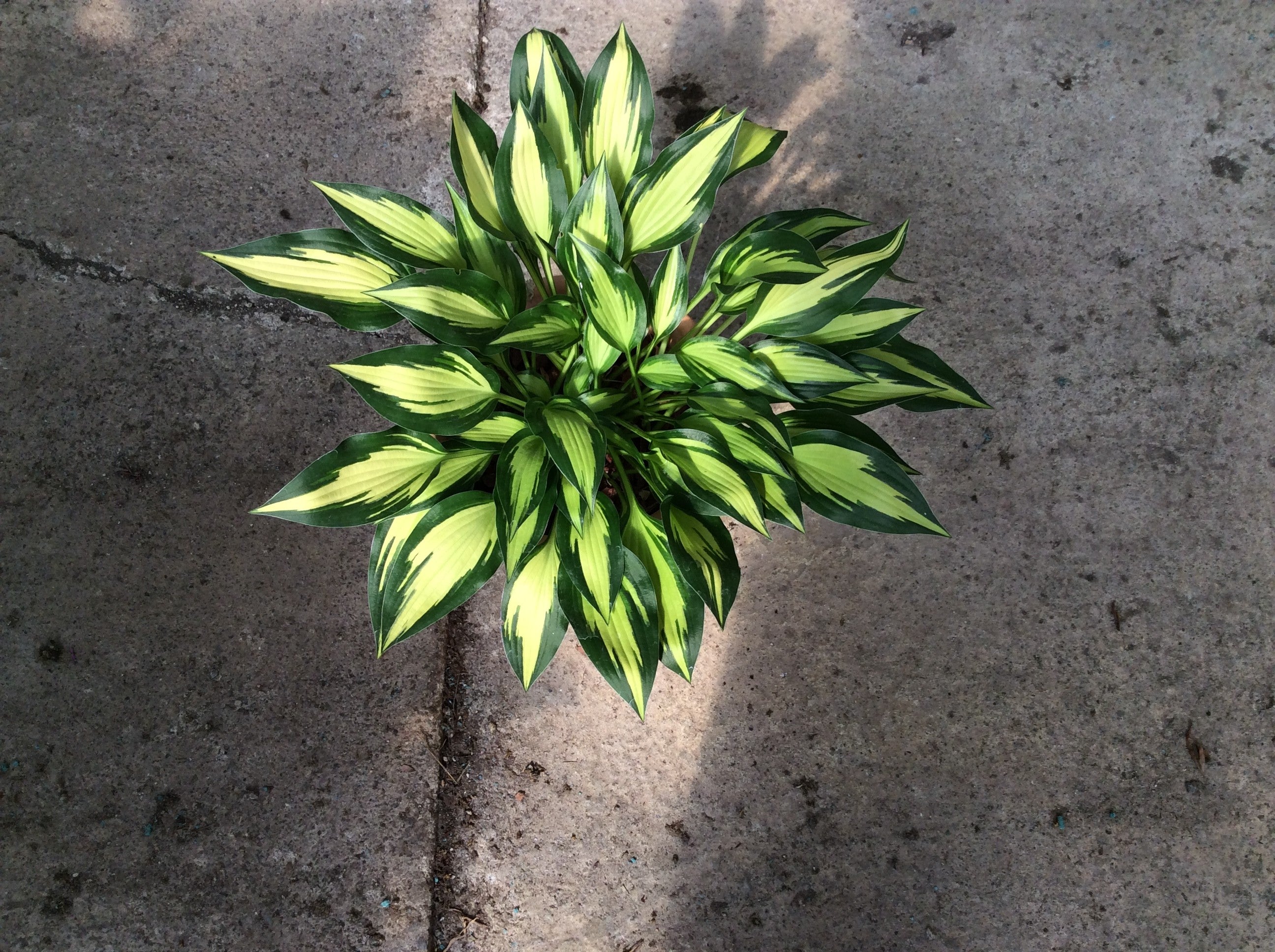 Hosta Surpriset By Joy