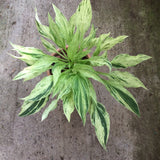 Hosta London Fog
