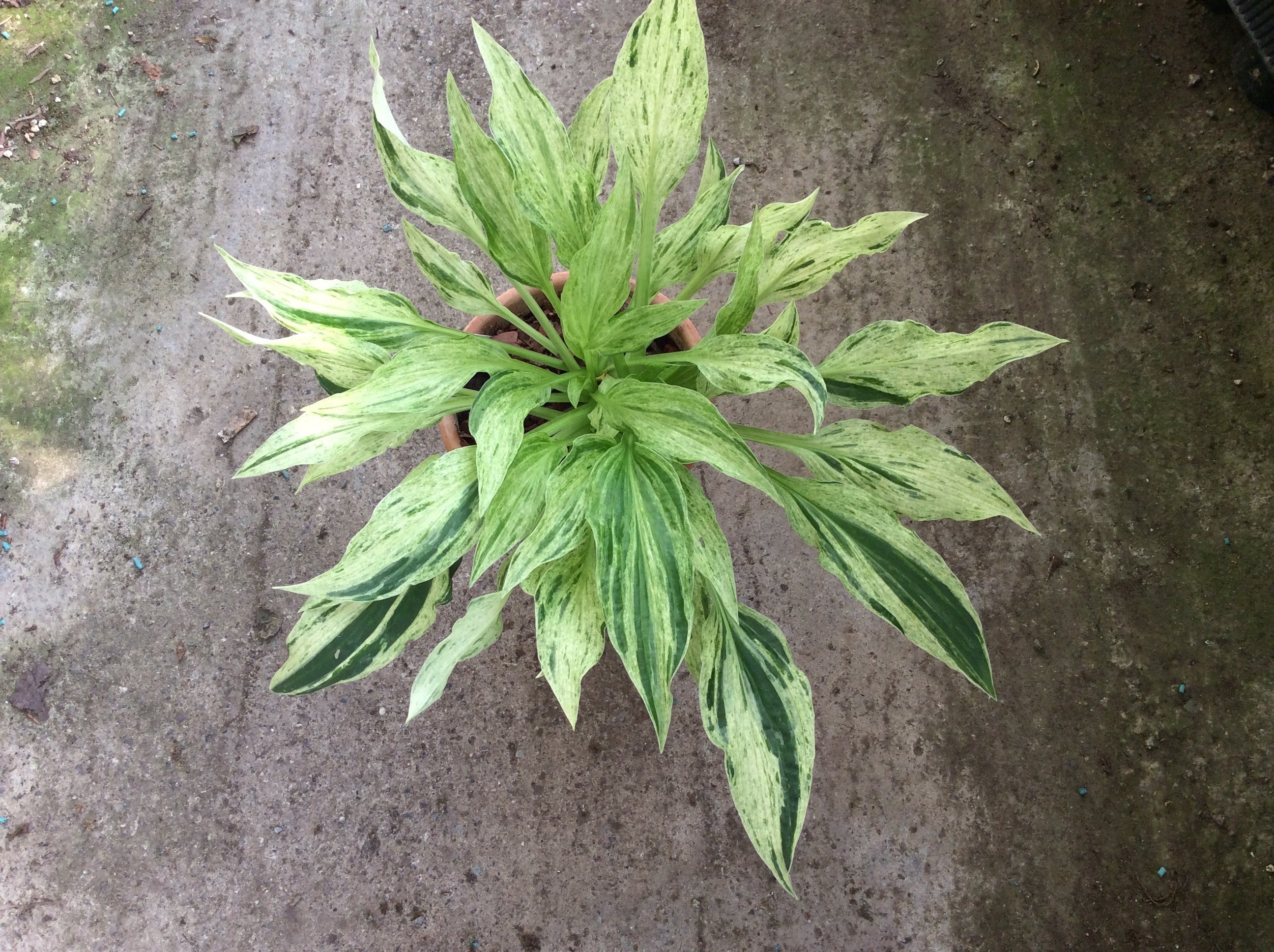 Hosta London Fog