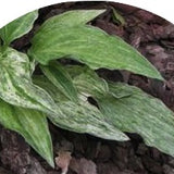 Hosta London Fog