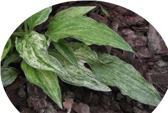 Hosta London Fog