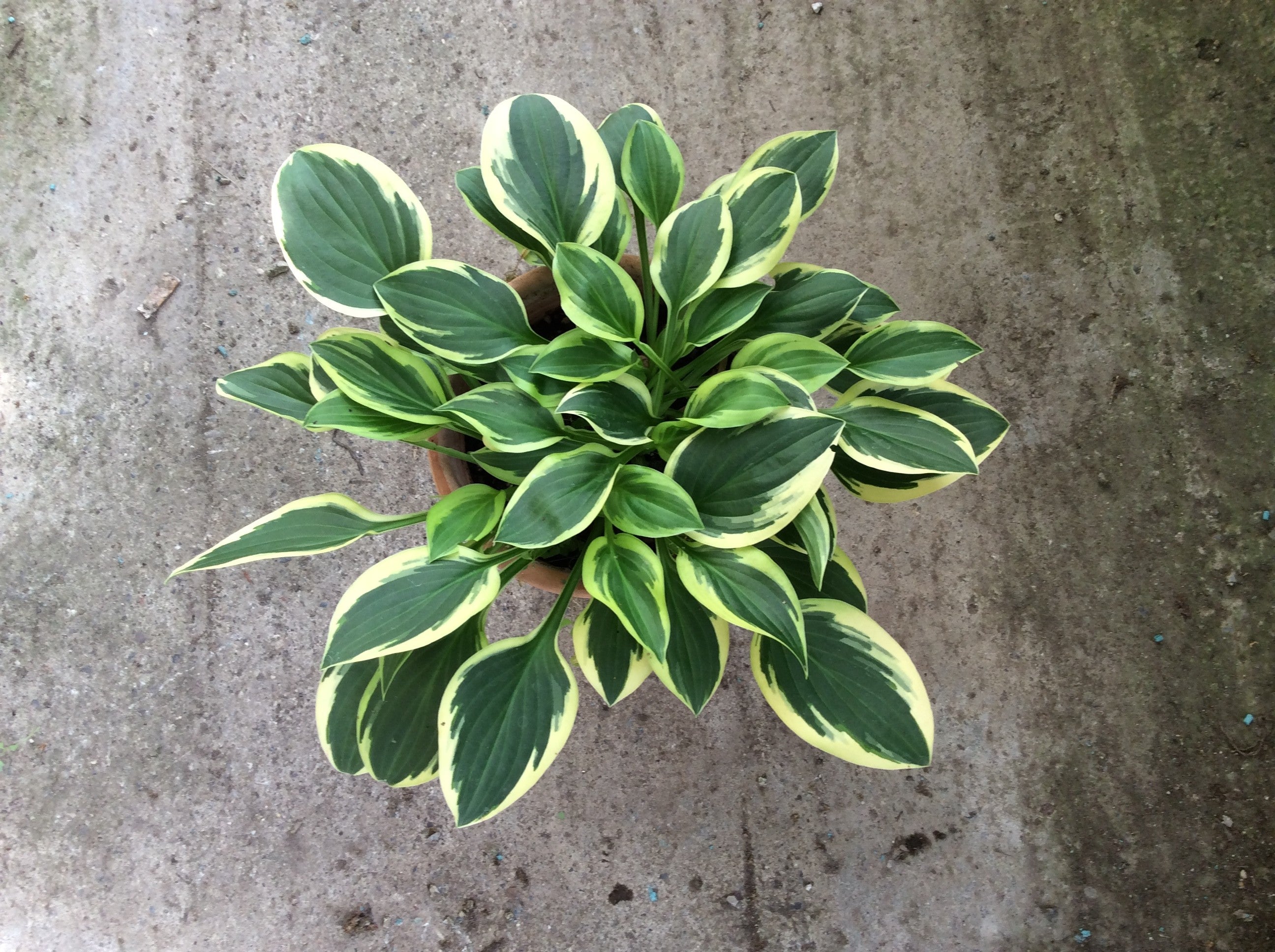 Hosta Thumbelina