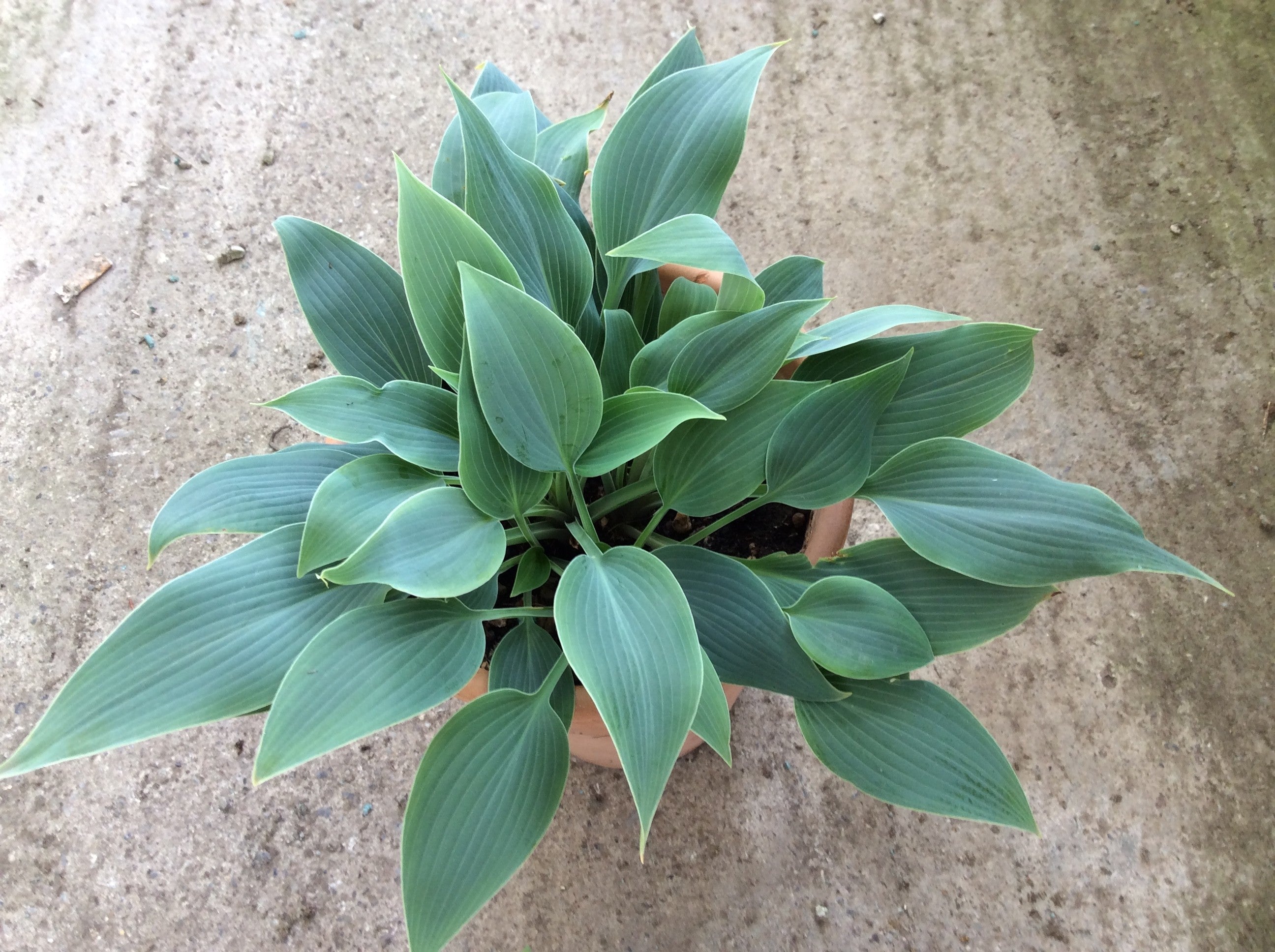 Hosta Silberpfeil