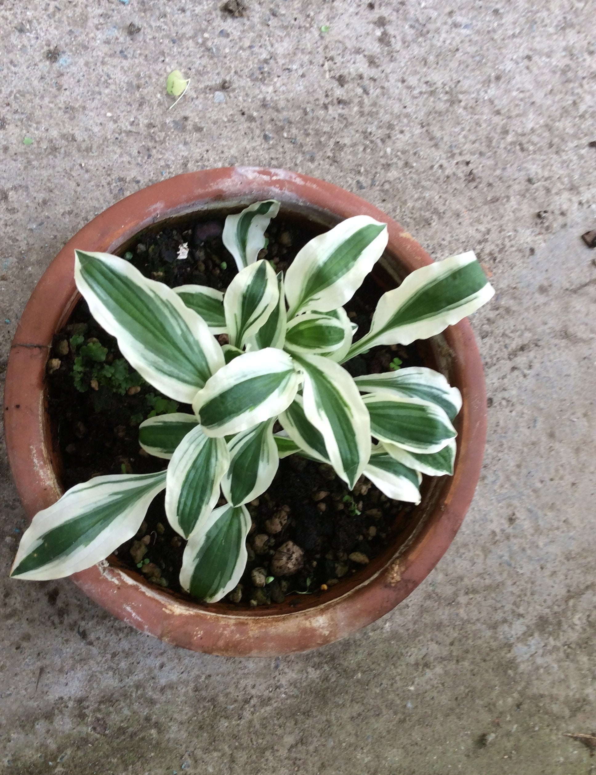 Hosta Hi Ho Silver