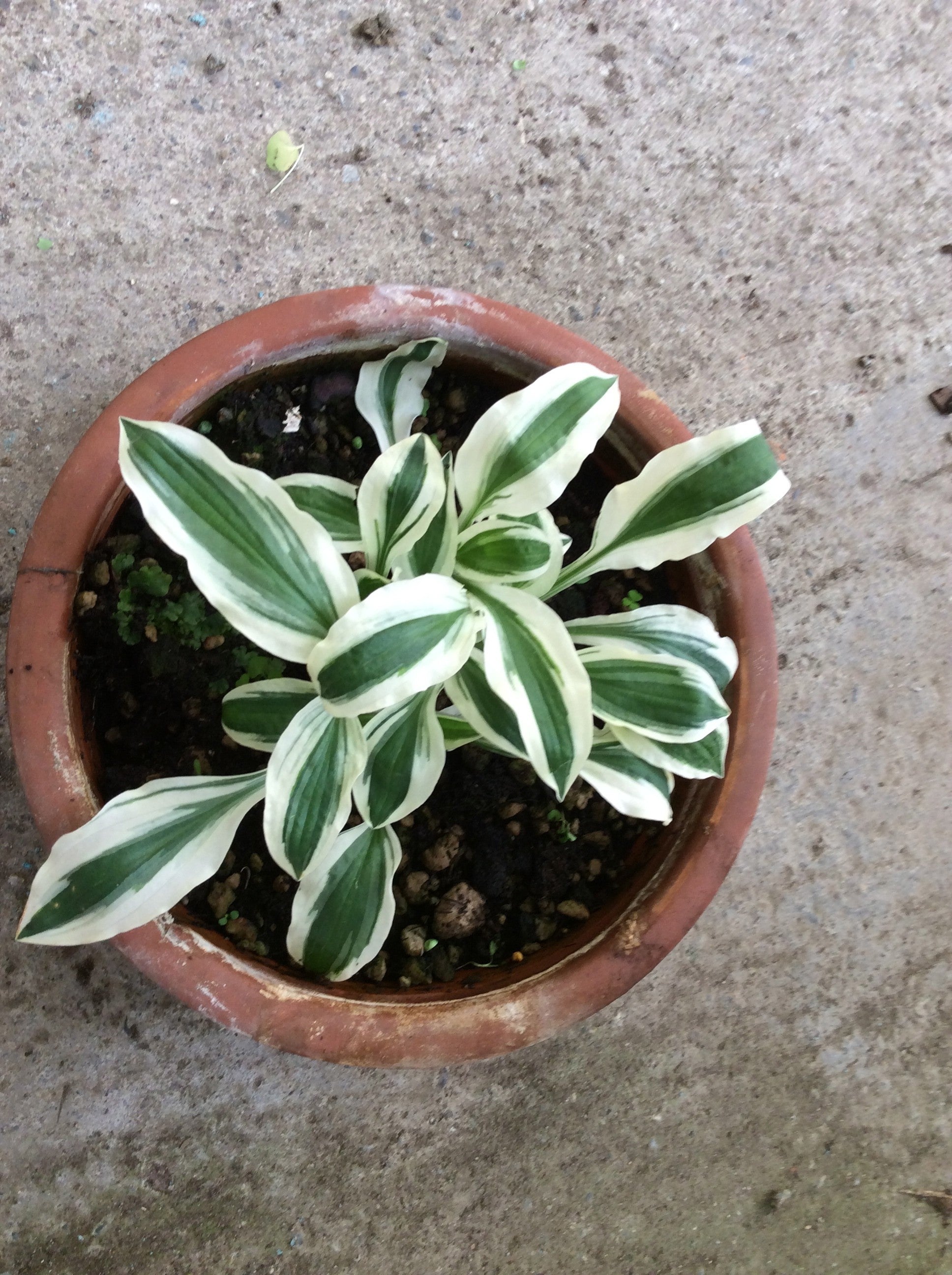 Hosta Hi Ho Silver