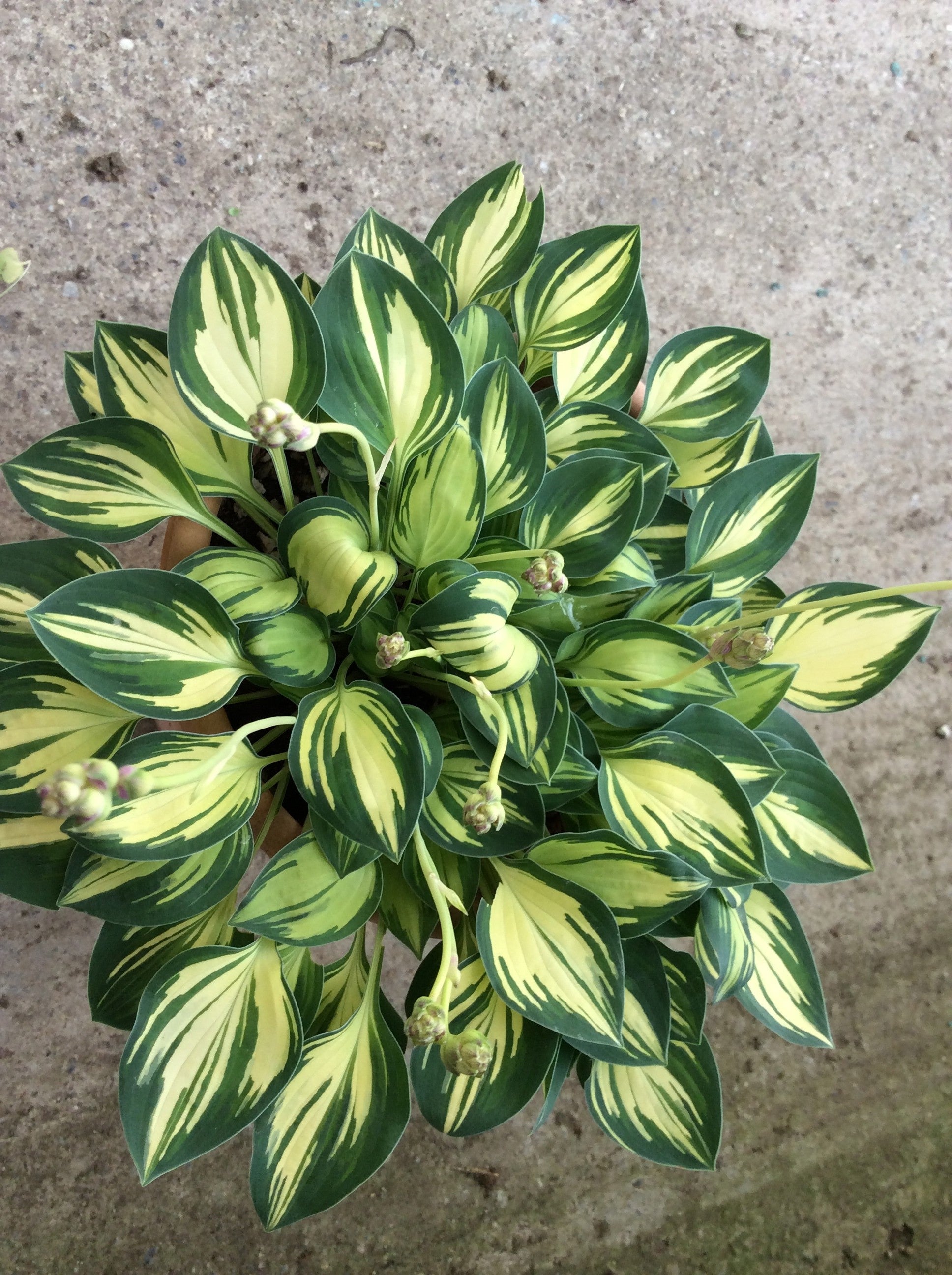 Hosta Cherish