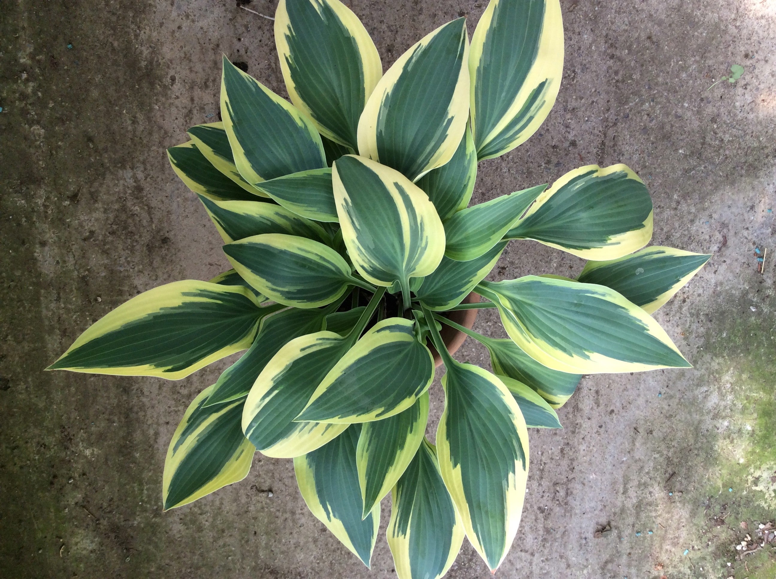 Hosta Wolverine