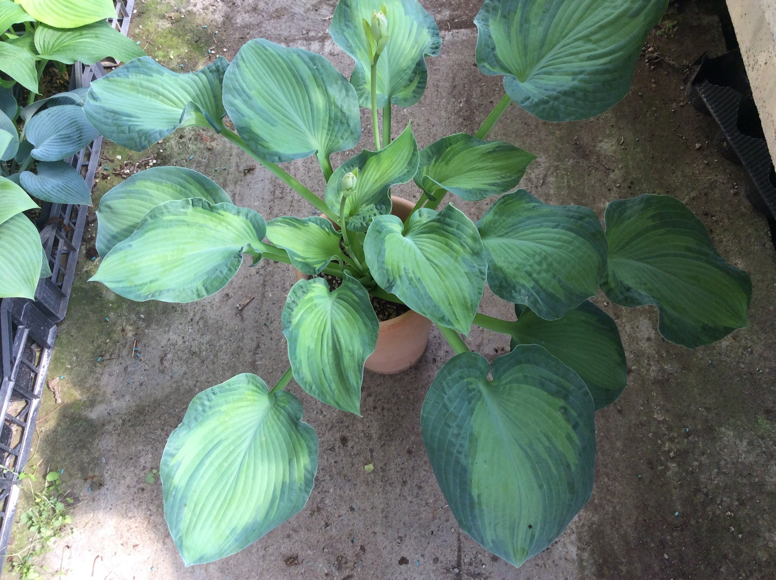 Hosta Golden Meadows