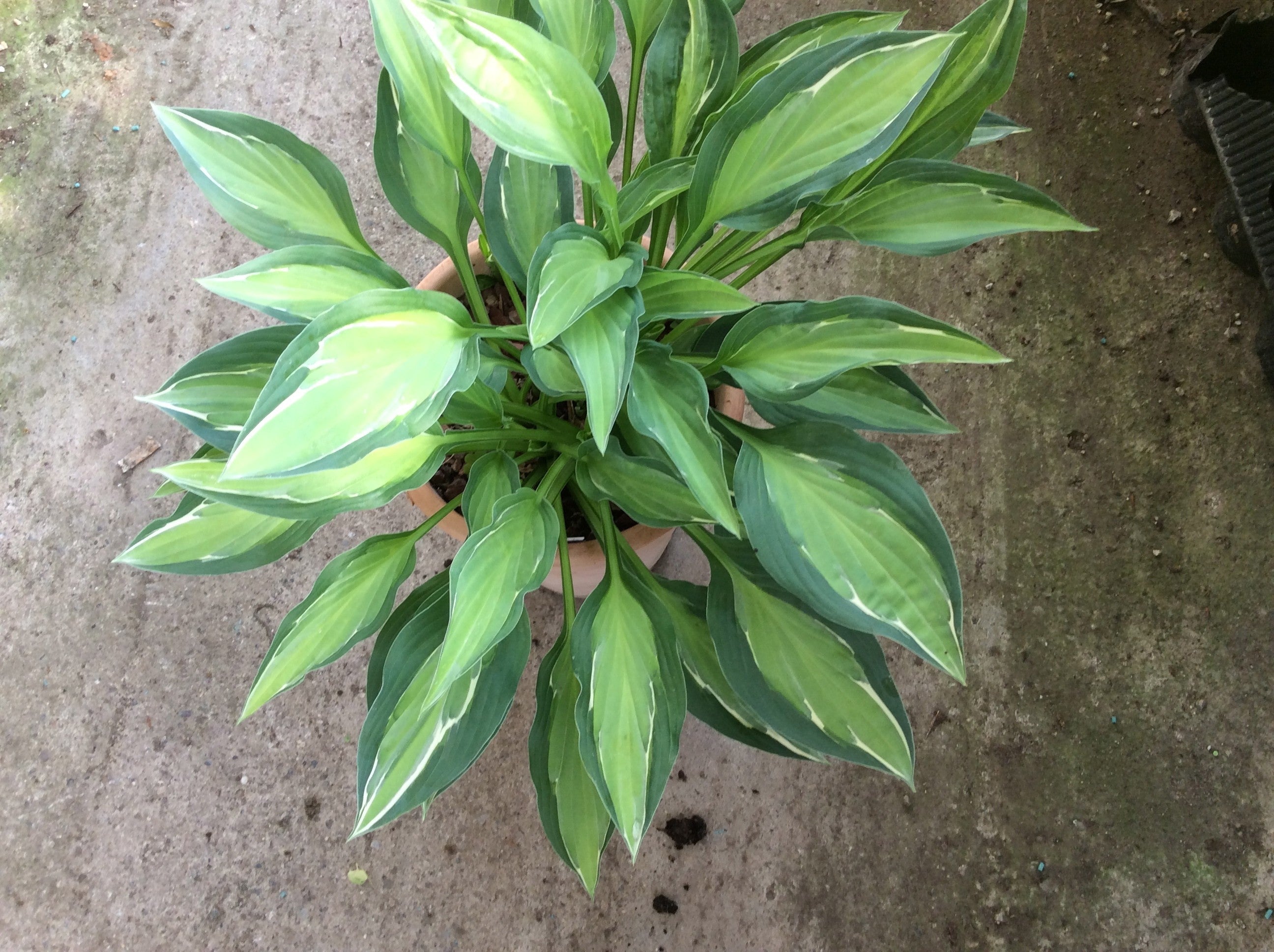 Hosta Moulin Rouge