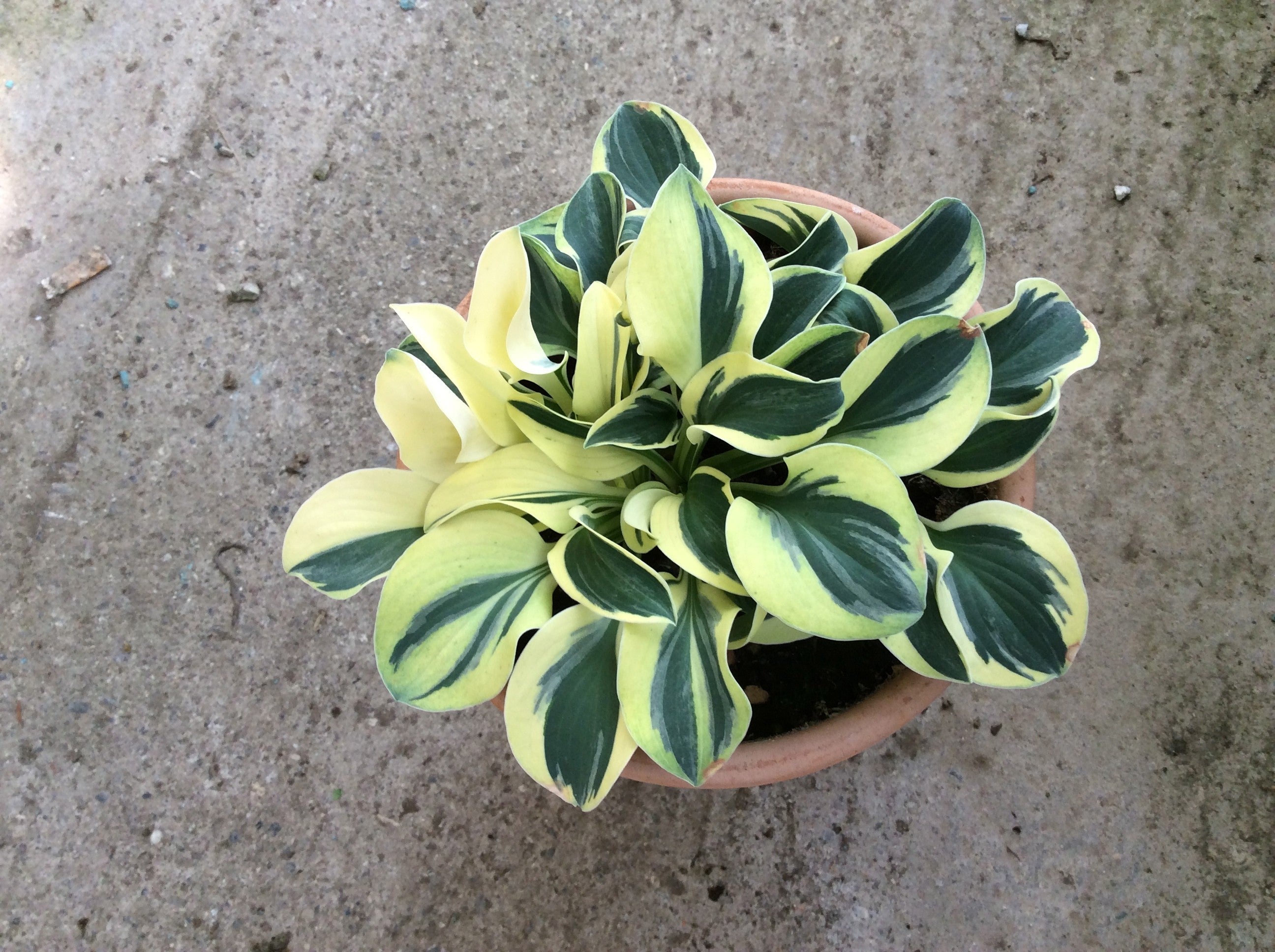 Hosta Funny Mouse