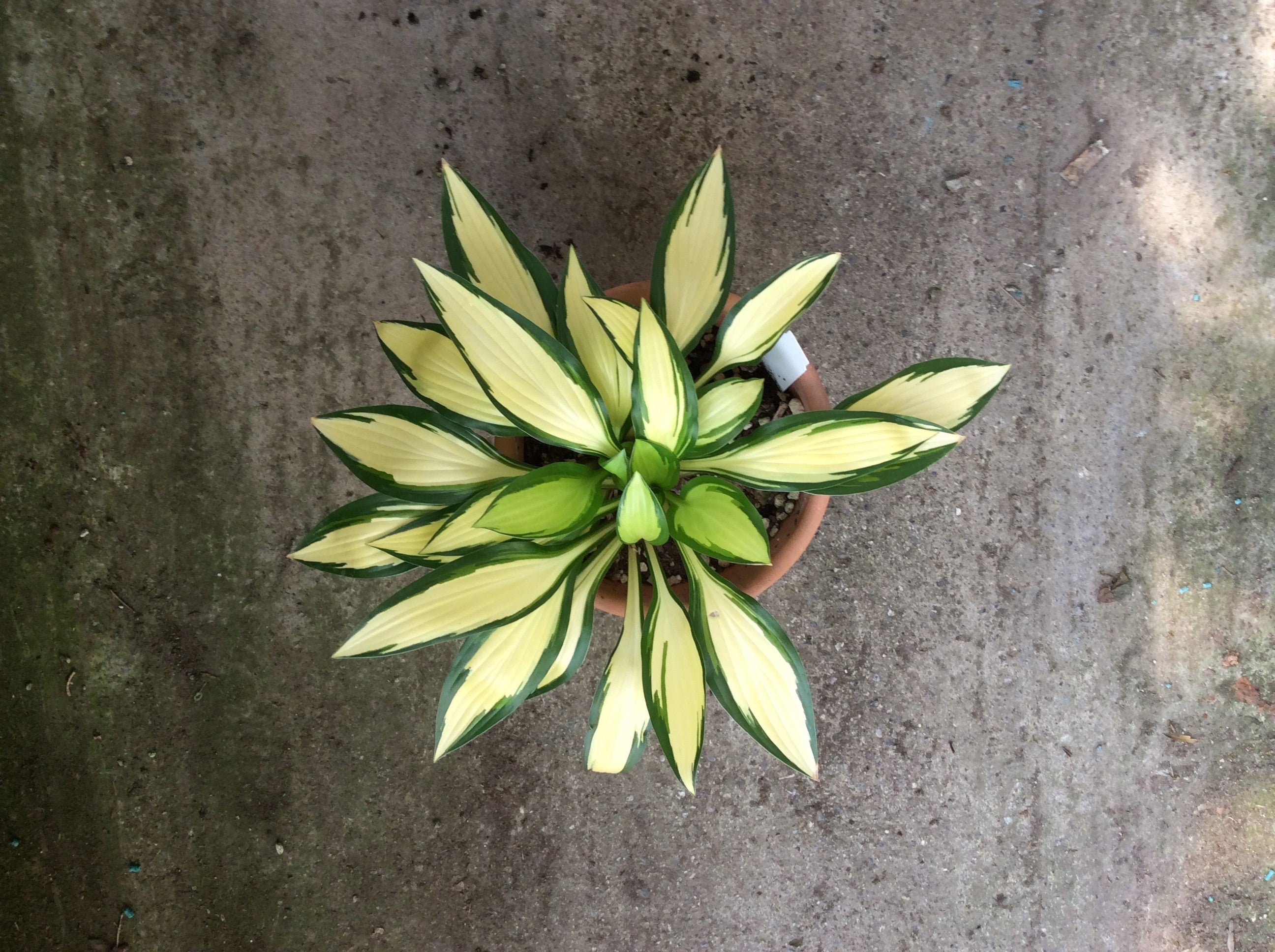 Hosta Gay Feather