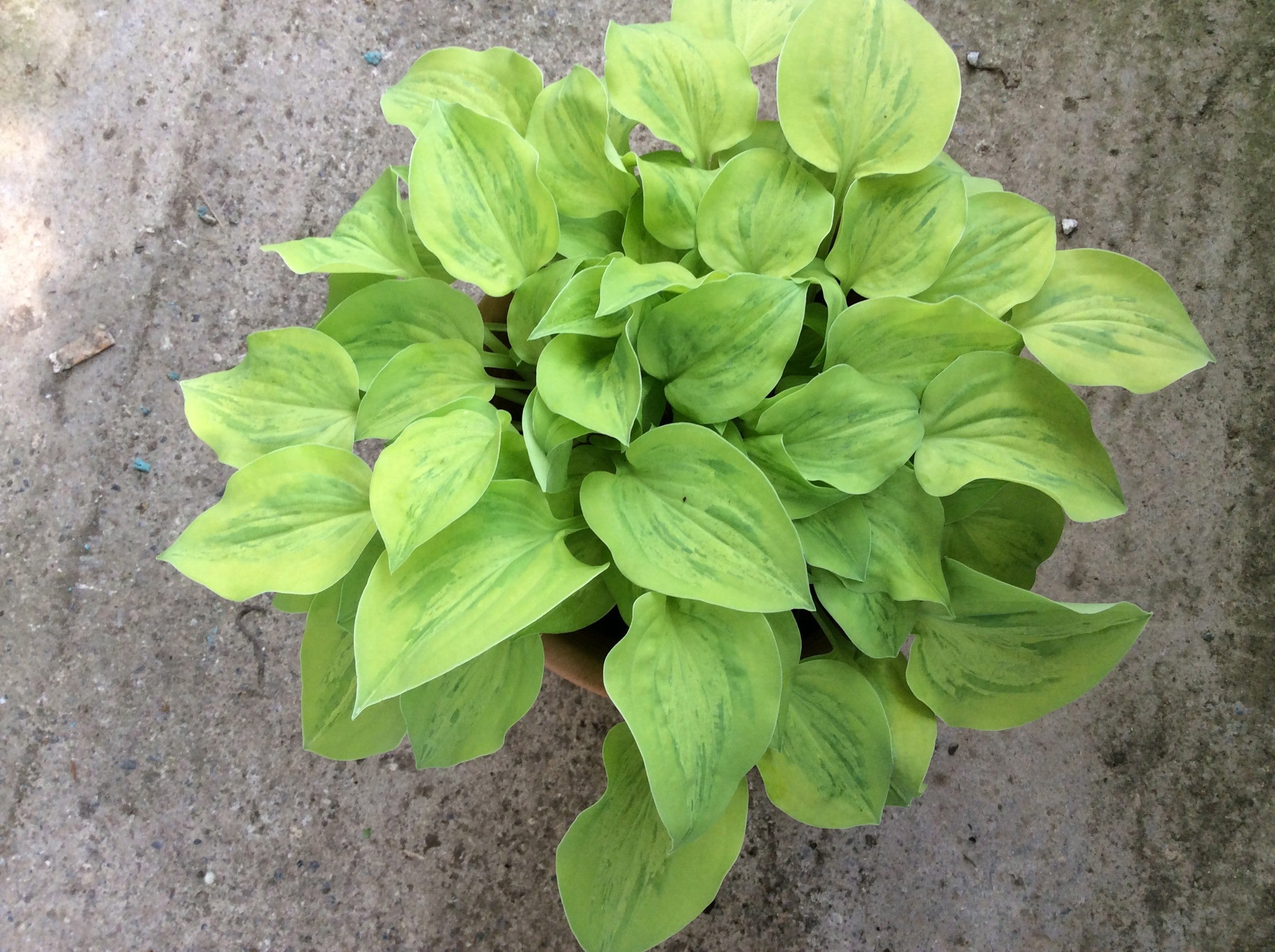Hosta Silver Treads and gold neadles
