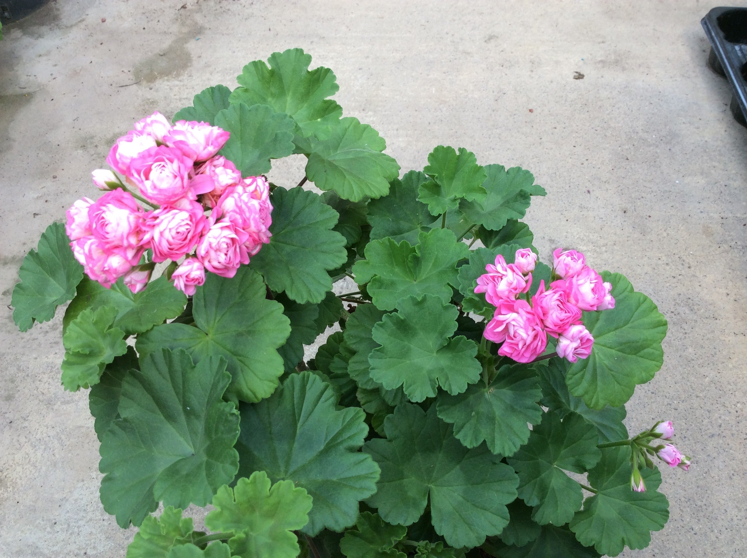 Pelargonium Pink Rosebud