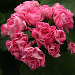 Pelargonium Pink Scambler Rosebud