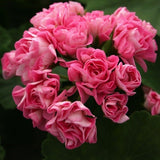 Pelargonium Pink Scambler Rosebud