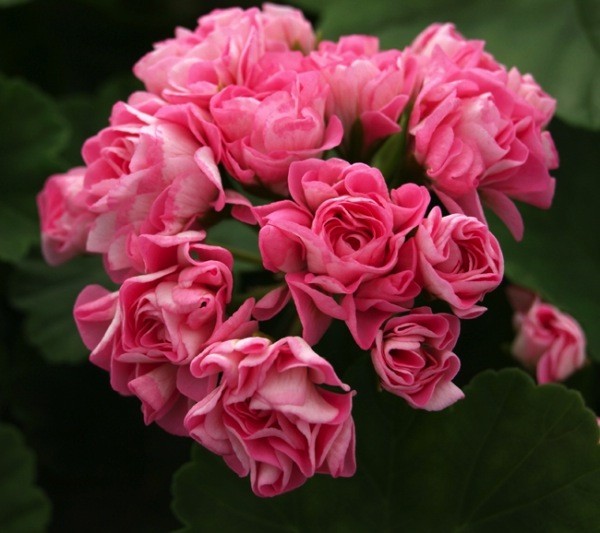 Pelargonium Pink Scambler Rosebud