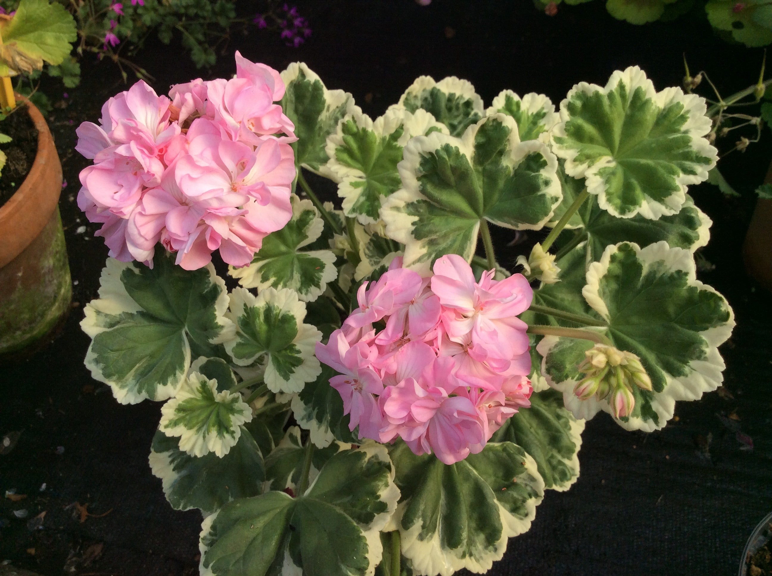 Pelargonium Chelsea Gem