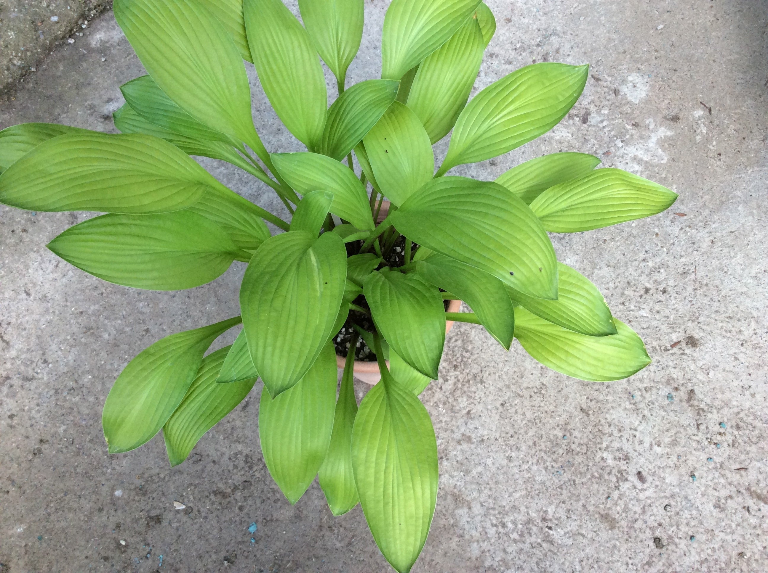 Hosta Cherry Tart
